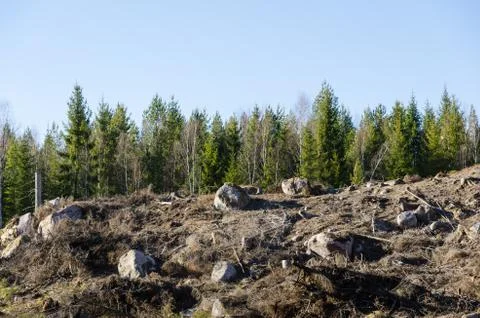Clear cut forest area Stock Photos