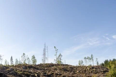 Clear cut forest area Stock Photos