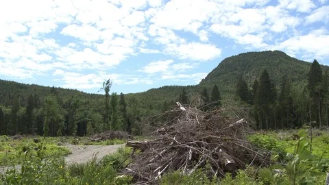 Clear cut forest with dirt road (2 Clip Sequence) Video stock 75210543