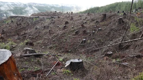 Clear Cut Forest Stock Footage 73207991