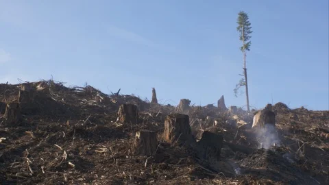 Clear cut forest Video stock 111598101