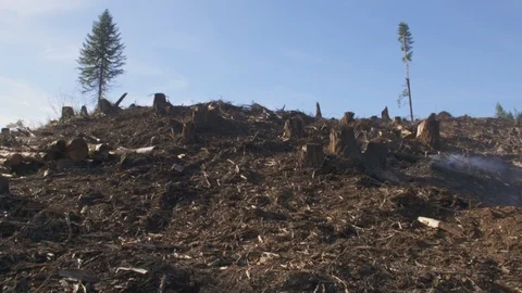 Clear Cut forest 스톡 동영상 111598126