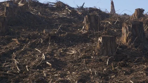 Clear-cut forest Video stock 111598134