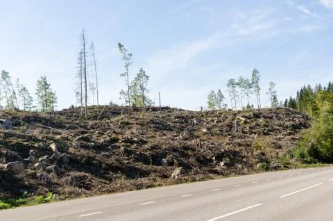 Clear cut forest by roadside Stock Photos