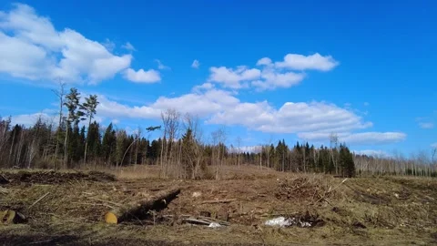 Clear cut land in forest with blue sky and clouds shows logging activity in remo 스톡 동영상 333440959