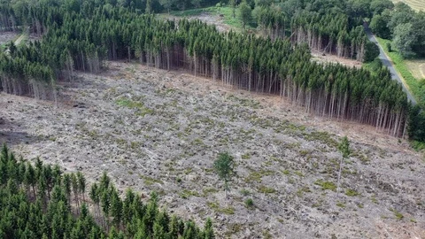 Clear cutting Video stock 113887975