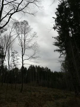 CLEAR CUTTING  in a forest Stock Photos