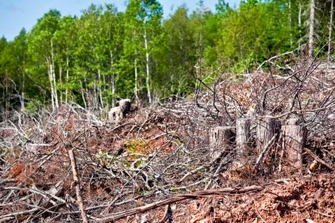 Clear cutting Stock Photos
