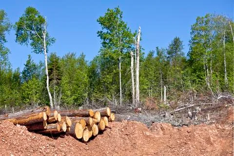 Clear cutting Stock Photos