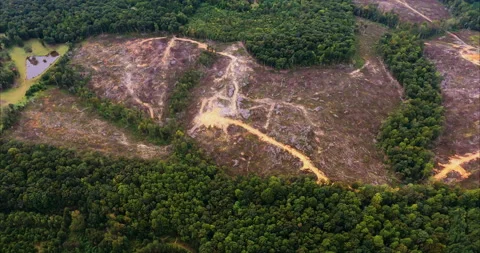 Clear Cutting Timer and Forest in Snow Camp, North Carolina Stock Footage 139988039