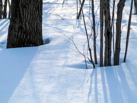 A clear day in a winter forest Stock Photos
