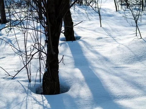 A clear day in a winter forest Stock-Fotos