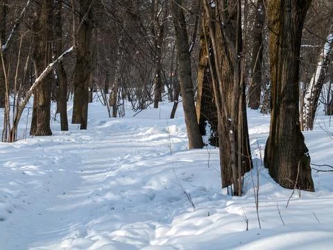 A clear day in a winter forest Foto stock