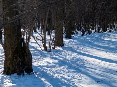 A clear day in a winter forest Stock Photos