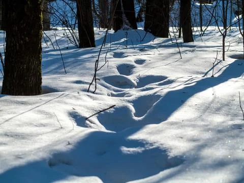A clear day in a winter forest Stock-Fotos