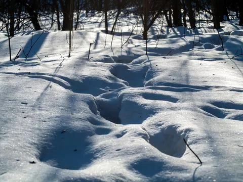 A clear day in a winter forest Stock Photos