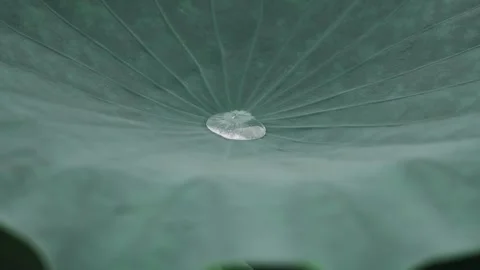 Clear Dewdrop Resting on a Large Green Lotus Leaf in a Calm Pond Stock Footage 341953842