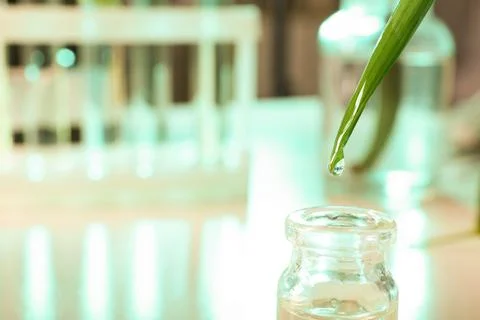 Clear drop falling from leaf into small bottle on blurred background, closeup Stock Photos