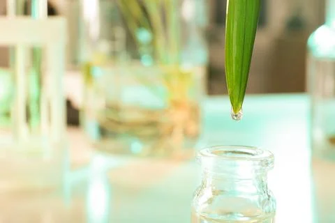 Clear drop falling from leaf into small bottle on blurred background, closeup Stock Photos