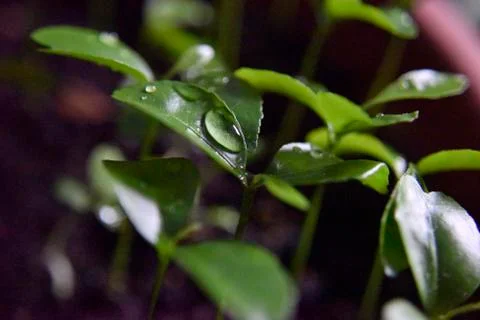 Clear drop of  water on the green leaf Stock Photos