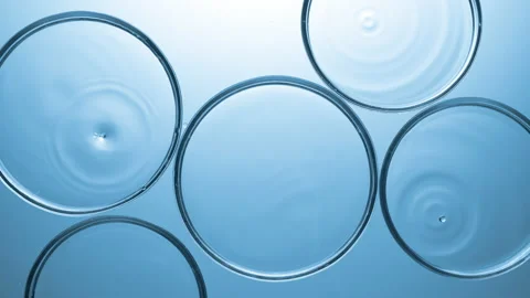 Clear drops falling in multiple petri dishes with clear liquid Stock Footage 167161157
