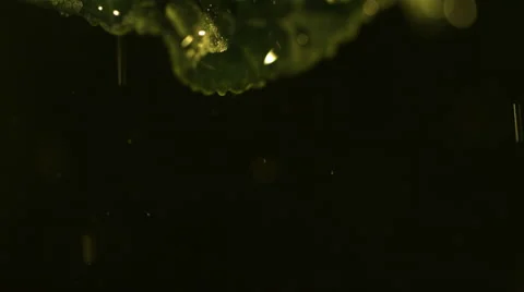 Clear drops forming on a leaf tip and falling in ultra-slow motion amid golden Stock Footage 59527650