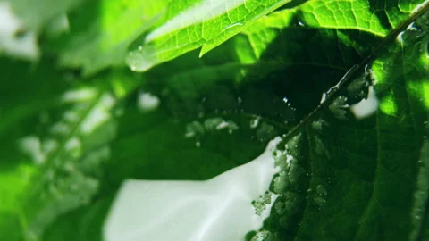 Clear drops of rain run down leaves on tree branches Stock Footage 236928439