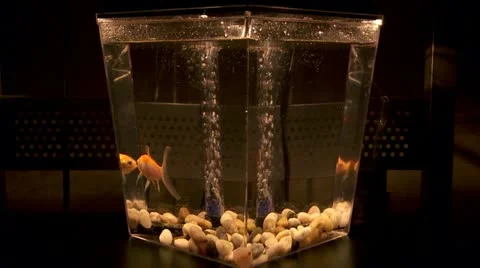 Clear Fish Stock Footage 10855462