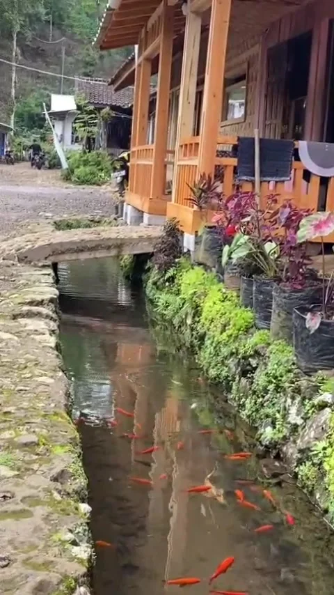 Clear fish pond Stock Footage 308299716