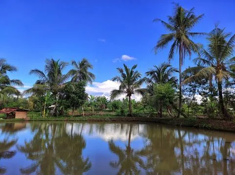 Clear fish pond Stock Photos