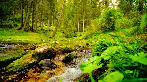 Clear flowing mountain stream with mossy rocks and lush green trees in dense Stock Footage 344241349