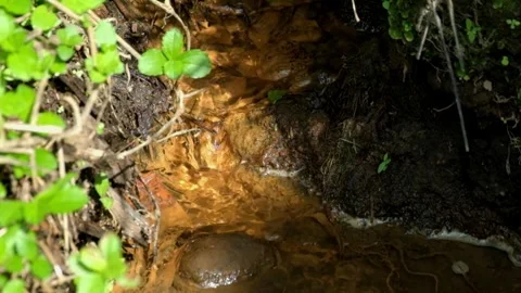 A clear flowing spring surrounded by green grass Stock Footage 320977134