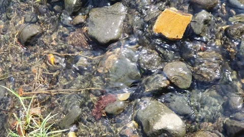Clear flowing water and river rocks Stock Footage 313852479