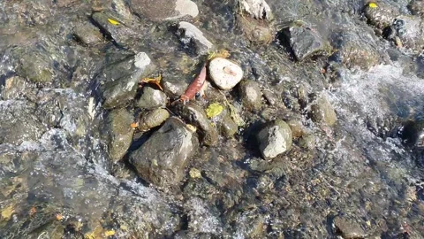 Clear flowing water and river rocks Stock Footage 313852571