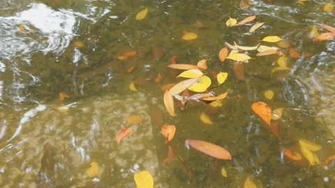 Clear flowing water stream with autumn leaves floating on the surface in nature. Video stock 343366276