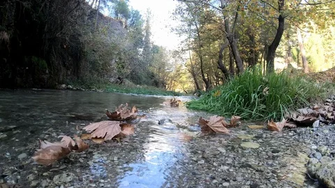 Clear Flows Of Water On Autumn Leaves Many Leaves Stock Footage