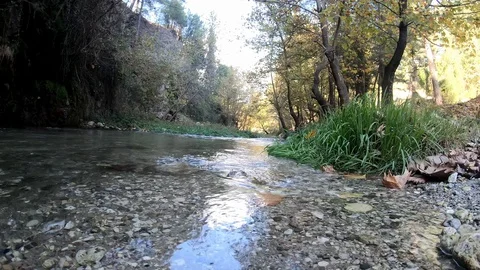 Clear Flows Of Water On Autumn Leaves Few Leaves Stock Footage