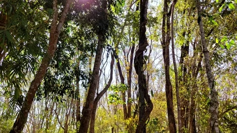 Clear forest, beautiful light Stock Footage 260789007