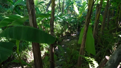 Clear Forest Brook Flowing Between Tropical Banana Trunks Video stock 348002185