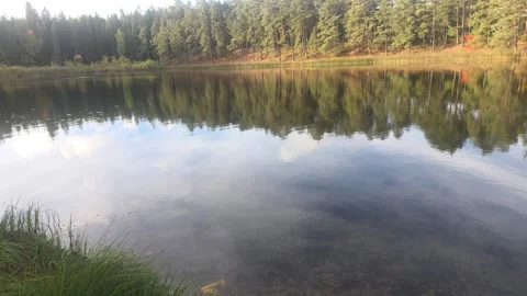 Clear Forest Lake Reflecting Dense Pine Tree Line On Distant Shore Stockbeeldmateriaal 348022697