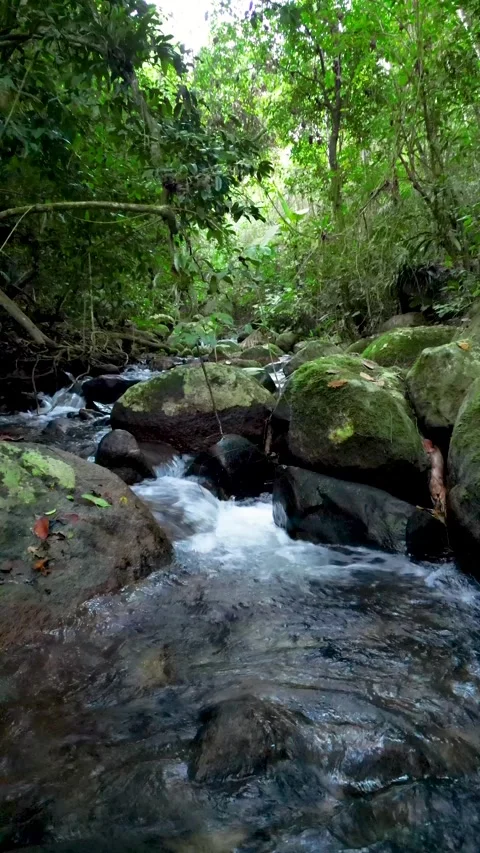Clear Forest River with Whitewater Rapids and Mossy Boulders – Ilhabela, Brazil Vídeos de archivo 334617521
