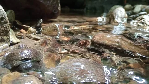 Clear Forest Stream Flowing Over Rocky Riverbed Stock Footage 329769385