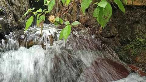 Clear Forest Stream Flowing Over Rocks with Fresh Natural Detail Stock Footage 330530051
