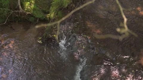 Clear forest stream flowing over rocks 動画素材 337036147