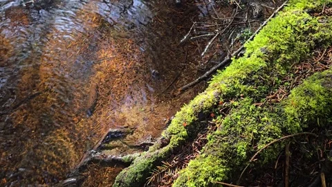 Clear forest stream flowing over mossy branches with sky reflections Stock-Footage 345449950