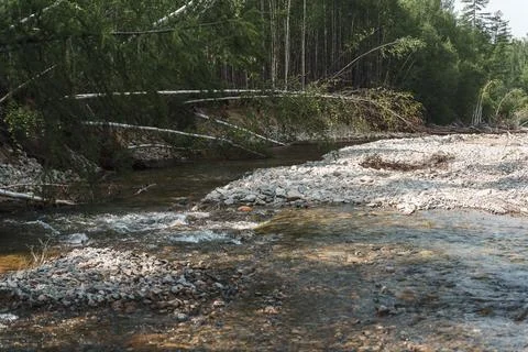 Clear forest stream flowing over rocky bed Foto stock