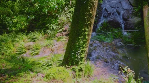 Clear forest stream flowing past a mossy tree trunk and lush water plants Stock Footage 339041900