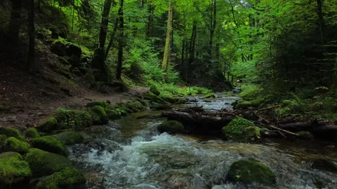 Clear forest stream flowing through moss covered rocks in vibrant green woodland Stock Footage 325518964
