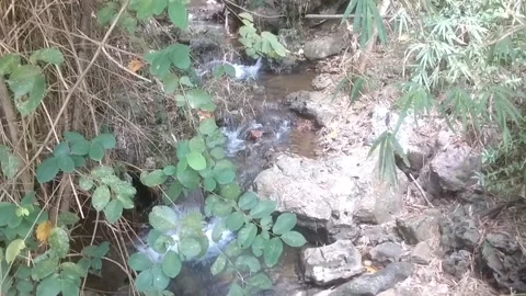Clear Forest Stream Flowing Through Lush Green Foliage 스톡 동영상 334836724