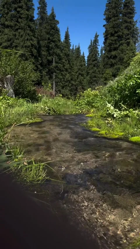 Clear Forest Stream Flowing Through Pine Trees Stock-Footage 339584145